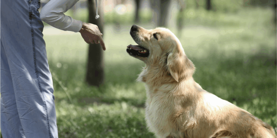 🐶The Smartest Way to Train and Understand Your Dog