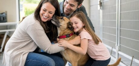 ✅ How to Adopt a Dog Near You for Free or a Small Fee: Step-by-Step