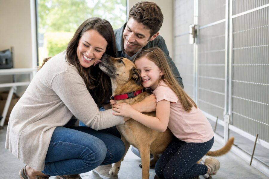 ✅ How to Adopt a Dog Near You for Free or a Small Fee: Step-by-Step